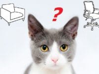 What Is A Good Gaming Chair? cat wondering